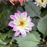 Dahlia hypnotica mixed (p17)