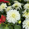 Dahlia hypnotica mixed (p17)