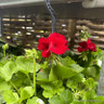 Pelargonium hanging pot