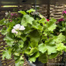 Pelargonium hanging pot