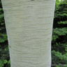 Betula utilis subsp. jacquemontii 'Grayswood Ghost' - 35ltr