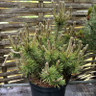 Pinus mugo 'Ophir' 5L