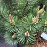 Pinus mugo 'Green Candle' 5L