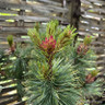 Pinus pumila 'Nana' 5L