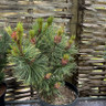 Pinus pumila 'Nana' 5L