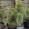 Pinus pumila 'Barmstedt' 5L