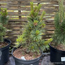 Pinus pumila 'Globe' 5L