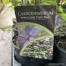 Clerodendron tr. 'Purple Blaze'