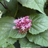 Clerodendron tr. 'Purple Blaze'