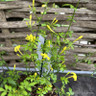 Jasminum fruticans 'Stellar'