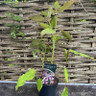 Hydrangea aspera 'Anthony Bullivant'