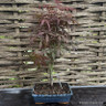 Acer palmatum bonsai outdoor 25cm