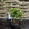 Bonsai - outdoor mix (12cm)