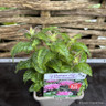 Monarda didyma 'Sugar Buzz Pink Frosting' 1ltr