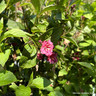 Weigela folius Bristol Ruby (3L)