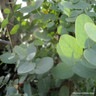 Eucalyptus gunnii (150-175cm)