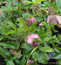 Helleborus orientalis - 2ltr