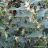 Sarcococca confusa - 2ltr