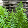 Dryopteris affinis 5L