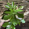 Ficus 'Osborne Prolific' (Fig) 90-120cm (10L)