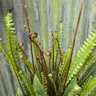 Blechnum spicant (Hard fern) 3L