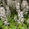 Tiarella cordifolia - 2ltr