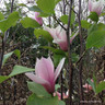 Magnolia 'Heaven Scent' standard