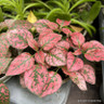 Houseplants 9cm -  5 species