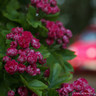 Crataegus laevigata 'Paul's Scarlet' (Hawthorn) - 200/250cm