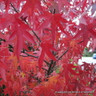 Liquidambar styr. 'Lane Roberts' (Sweet Gum) 10/12cm