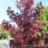 Liquidambar styr. 'Lane Roberts' (Sweet Gum) 10/12cm