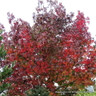 Liquidambar styr. 'Lane Roberts' (Sweet Gum) 10/12cm