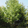 Liquidambar styr. 'Lane Roberts' (Sweet Gum) 10/12cm