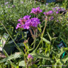 Verbena rigida 1.5L