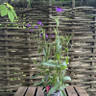 Verbena rigida 1.5L