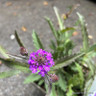 Verbena rigida 1.5L