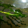 Potamogeton crispus Deep Water 1ltr
