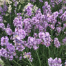 Lavender 'Melissa Lilac' 1.7L