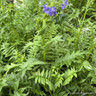 Polemonium caeruleum 1.5L