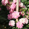 Dorothy Perkins - Rambling Rose