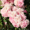 Dorothy Perkins - Rambling Rose