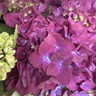 Hydrangea macro - various colours