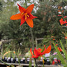 Crocosmia x crocosmiiflora 'Babylon' 1 ltr