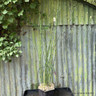 Equisetum hyemale 3 ltr