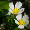 Ranunculus aquatilis 3 bch OXY in cup