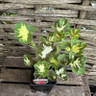 Geranium variegated Happy Thought Red