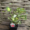 Geranium variegated Happy Thought Red