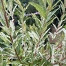 Salix 'Hakuro-nishiki' (Flamingo willow)  60 stem (3L)