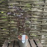 Actaea 'Black Negligee'