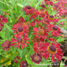 Helenium 'Red Jewel'
